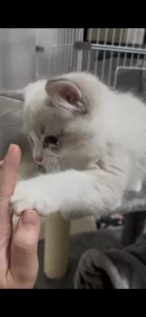S.A 様のお迎えした子猫