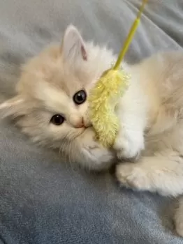 Y.M 様のお迎えした子猫