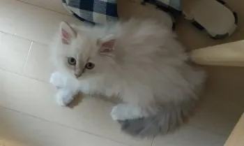マルホン 様のお迎えした子猫
