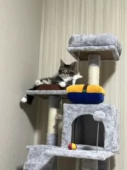 ツッカー 様のお迎えした子猫