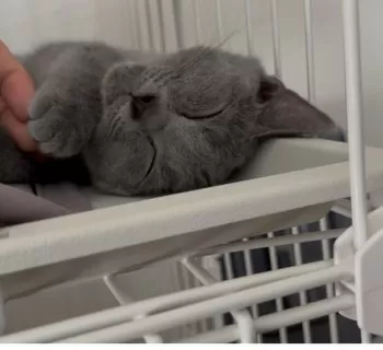 m 様のお迎えした子猫