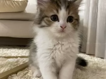 あや 様のお迎えした子猫
