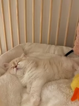 Y.S 様のお迎えした子猫