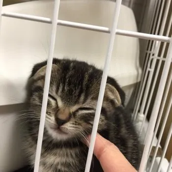 アリエッテイ 様のお迎えした子猫