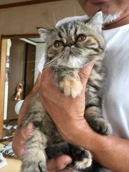 のんのん❤️ 様のお迎えした子猫
