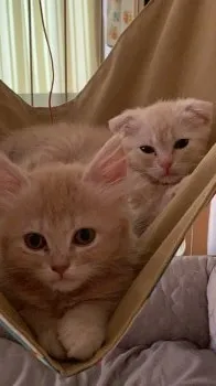 M.T 様のお迎えした子猫