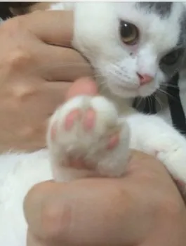 にゃーす 様のお迎えした子猫