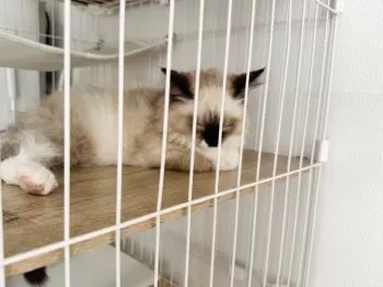 R.O 様のお迎えした子猫
