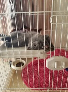 ちゃーちゃん 様のお迎えした子猫