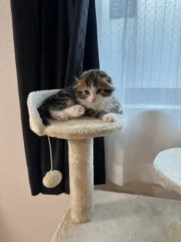 a.r 様のお迎えした子猫