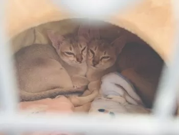 K.M 様のお迎えした子猫