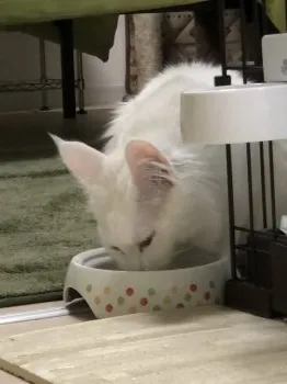 石井 様のお迎えした子猫