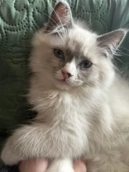 ふさん 様のお迎えした子猫