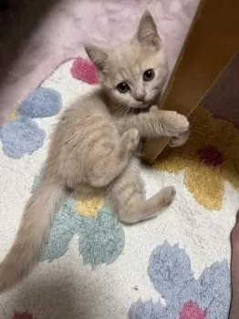 るなママ 様のお迎えした子猫