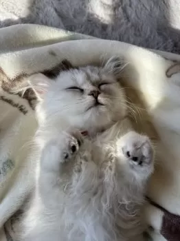 K.O 様のお迎えした子猫