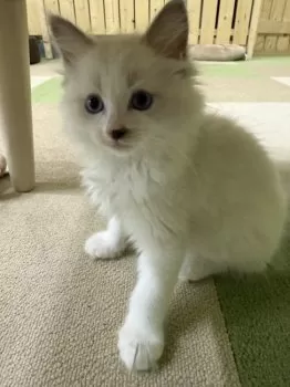 ムッシュ 様のお迎えした子猫