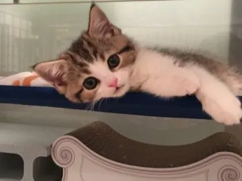 リオ 様のお迎えした子猫