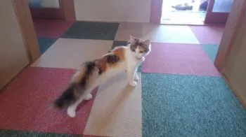 紅葉nr 様のお迎えした子猫