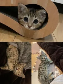 M.K 様のお迎えした子猫