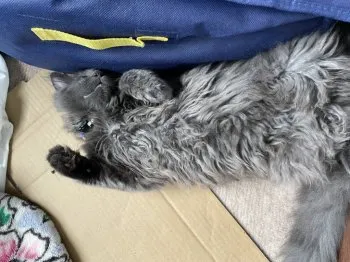 S.T 様のお迎えした子猫