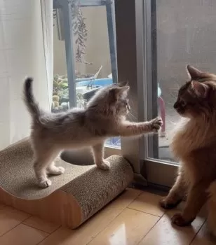 M.L 様のお迎えした子猫