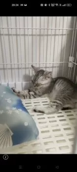 K.M 様のお迎えした子猫