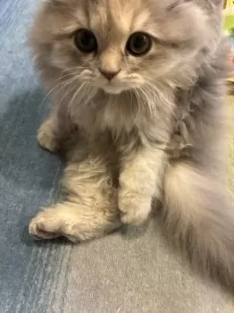 たぬまま 様のお迎えした子猫