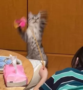 さく 様のお迎えした子猫
