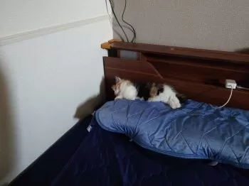 MAK 様のお迎えした子猫