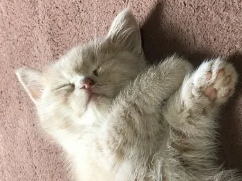 あやちむ 様のお迎えした子猫