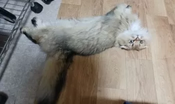 Mohumohu 様のお迎えした子猫