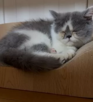 J.N 様のお迎えした子猫