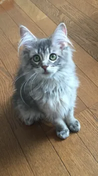 リランまま 様のお迎えした子猫