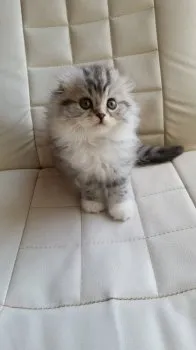 令丸くんママ 様のお迎えした子猫