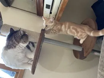 もろこ 様のお迎えした子猫
