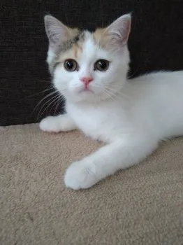 R.Y 様のお迎えした子猫