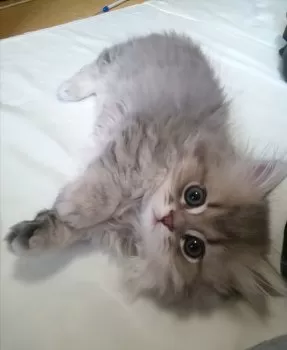 ゆこゆこ 様のお迎えした子猫