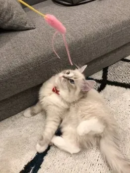 aliceeee 様のお迎えした子猫