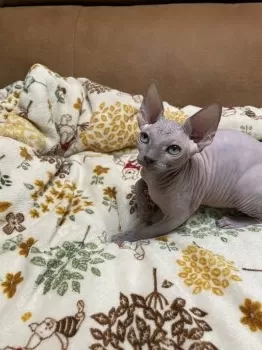 M.K 様のお迎えした子猫