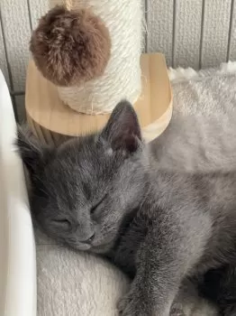 M.S 様のお迎えした子猫