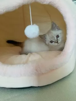 あみ 様のお迎えした子猫