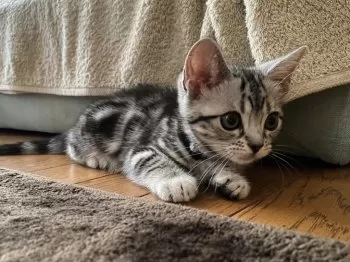 T.N. 様のお迎えした子猫