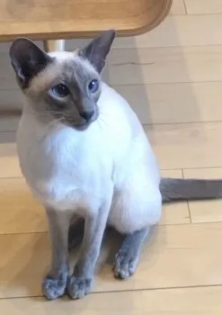 ベルルッティ 様のお迎えした子猫