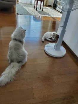 MOFU猫 様のお迎えした子猫