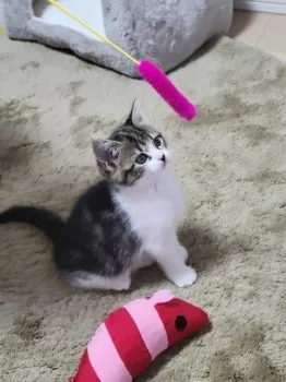 K.S 様のお迎えした子猫