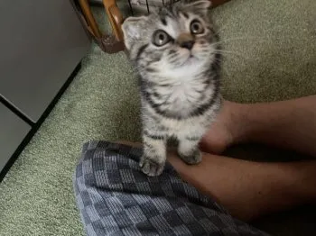 タケゾウ 様のお迎えした子猫