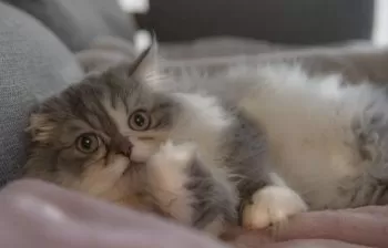 N.Y 様のお迎えした子猫