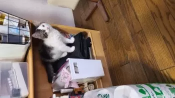 Y.U 様のお迎えした子猫