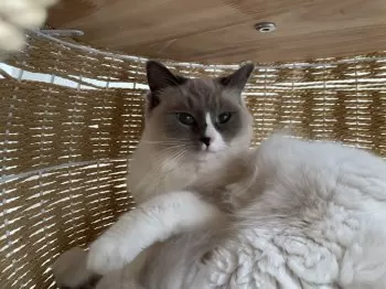shshu23 様のお迎えした子猫