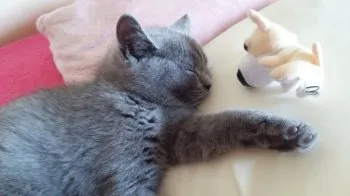 Mio 様のお迎えした子猫